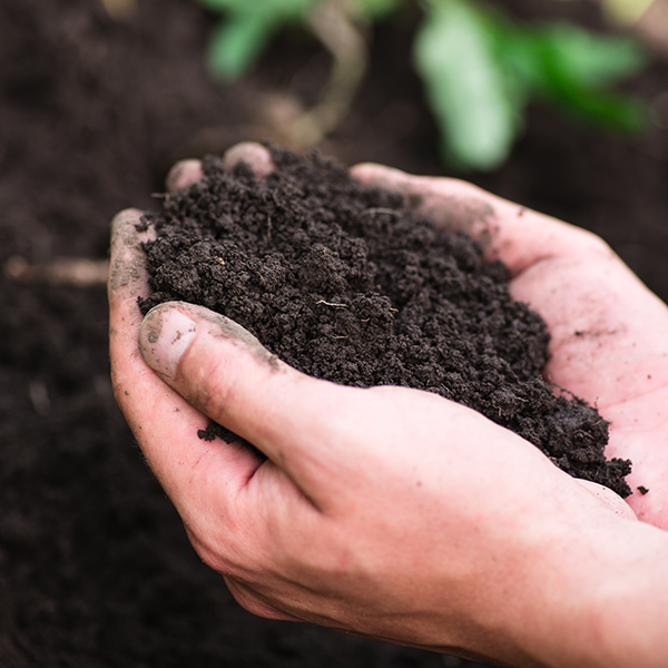 Composted Soil